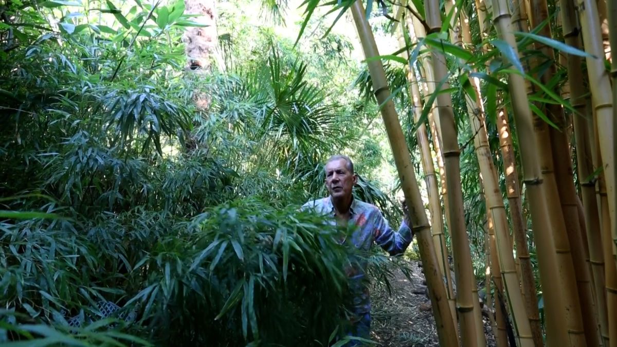 Doktor si na zahradě za domem vytvořil tropickou džungli